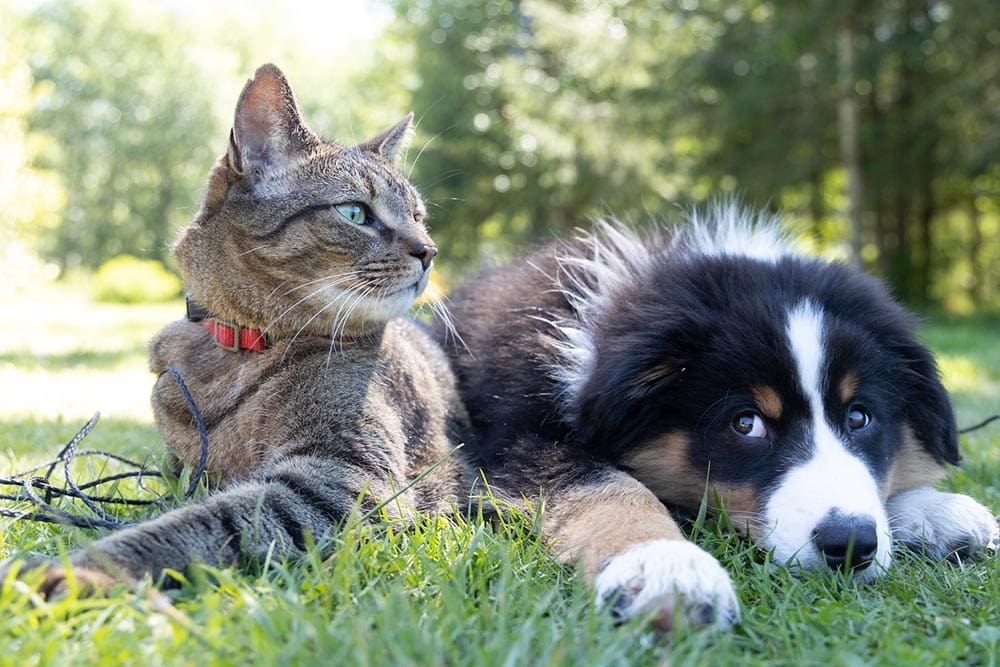 Are There More Cats Or Dogs On Our Planet?