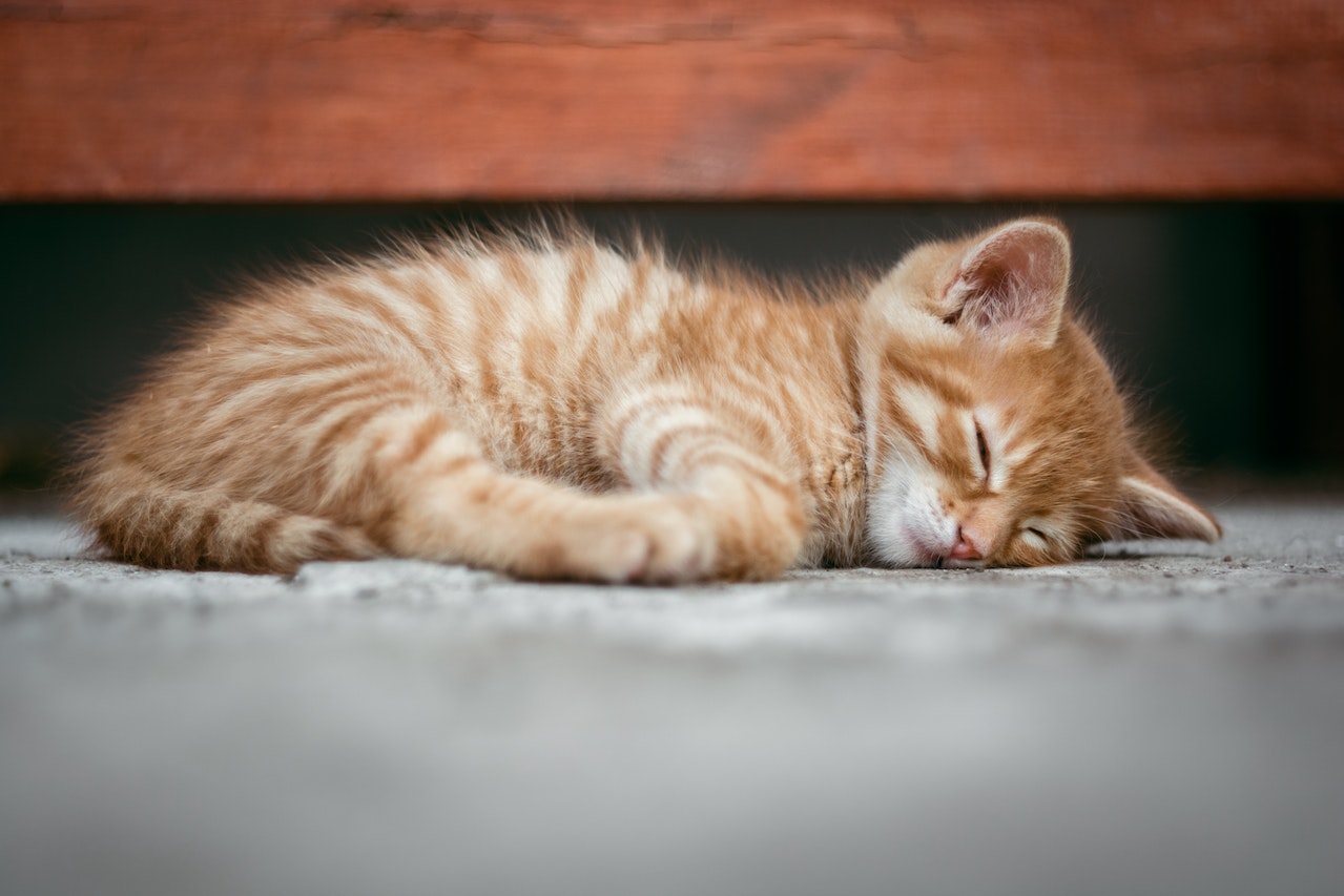 Orange Tabby Cat Lying on Floor