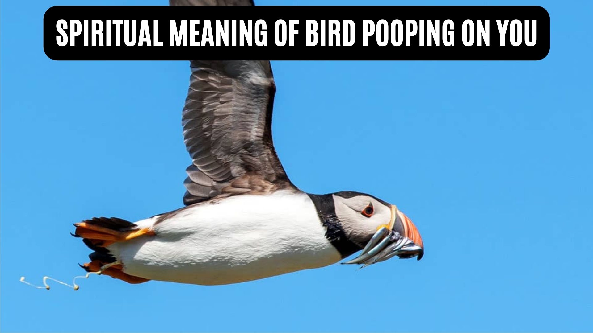 Spiritual Meaning Of Bird Pooping On You Seen As A Symbol Of A Gift