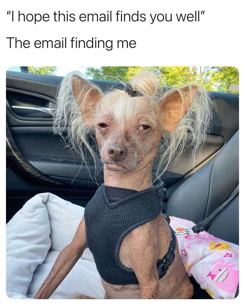 "Hope this email find you well" meme