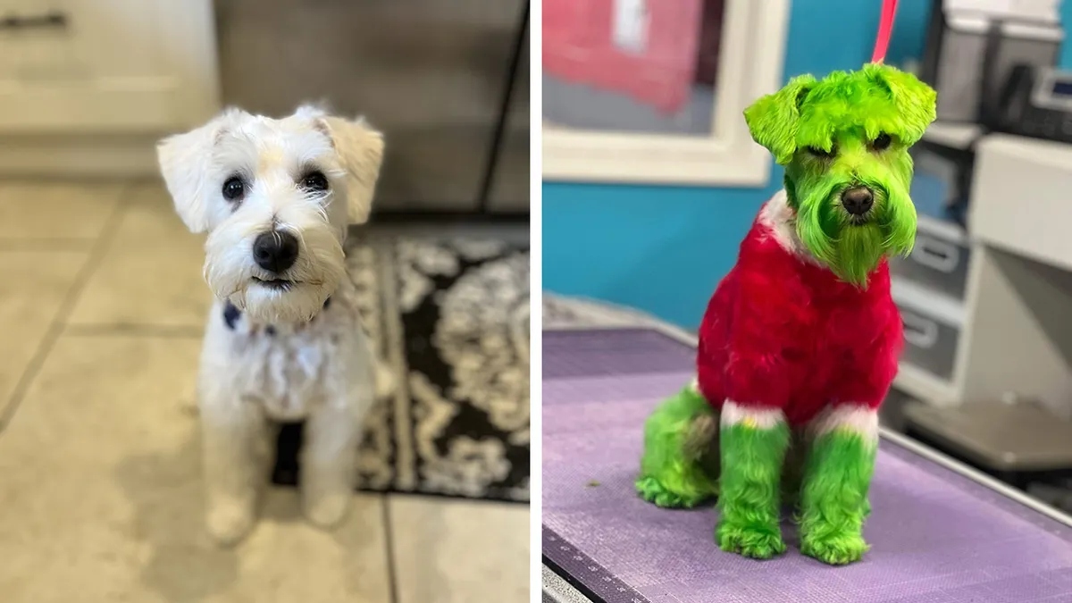 Woman Sparks Controversy After Dyeing Her Dog Green To Look Like The Grinch For Christmas
