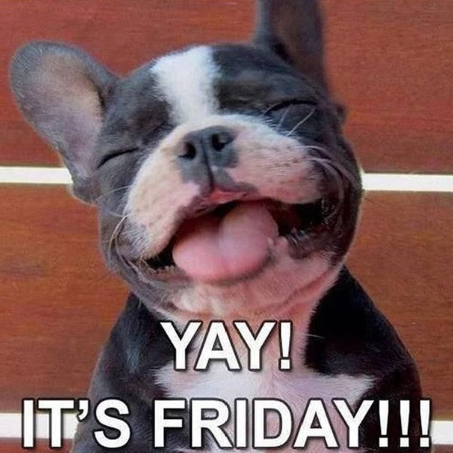 Yay! It's Friday funny dog meme
