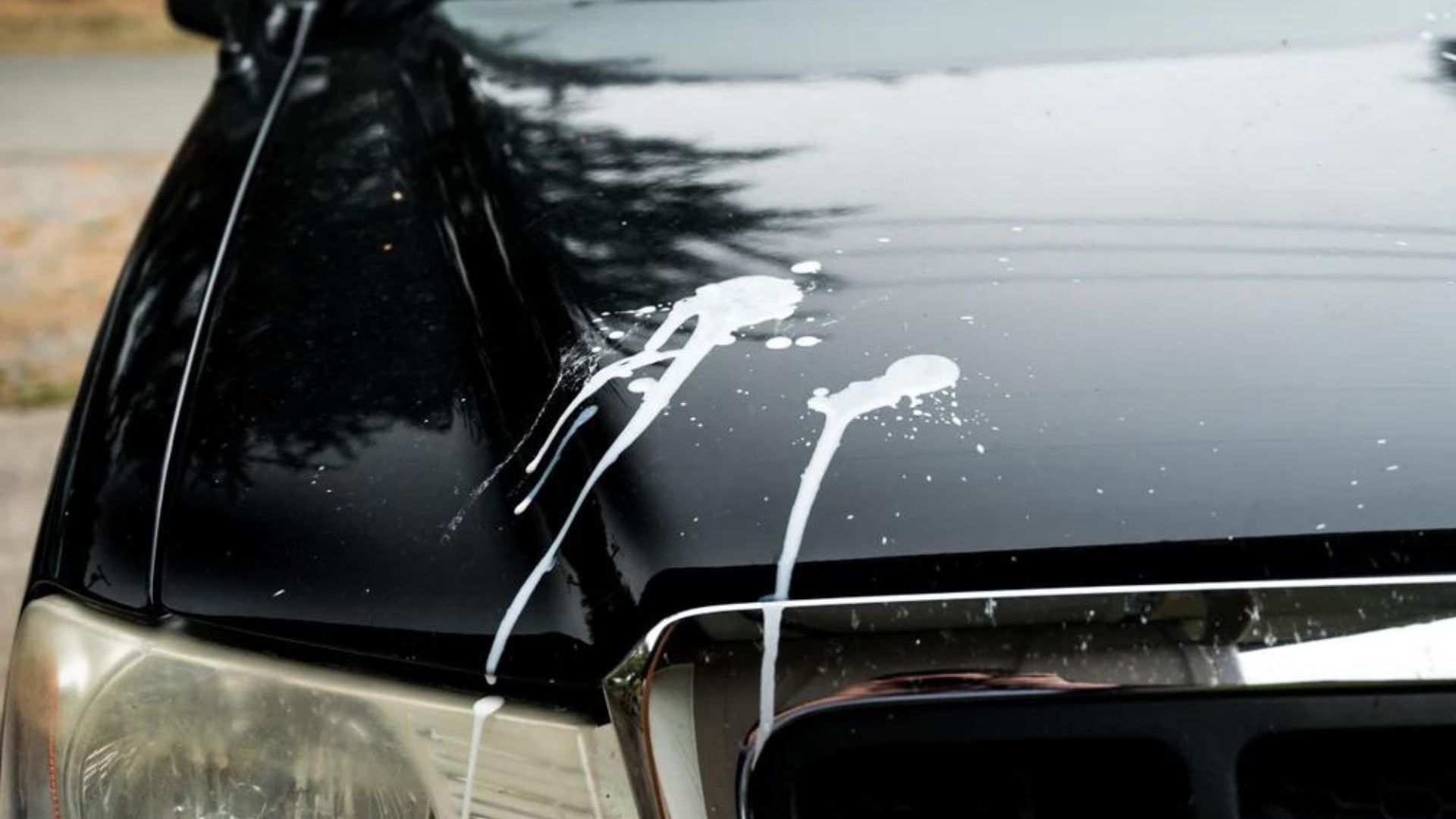 Bird Poop On Front Of Black Car