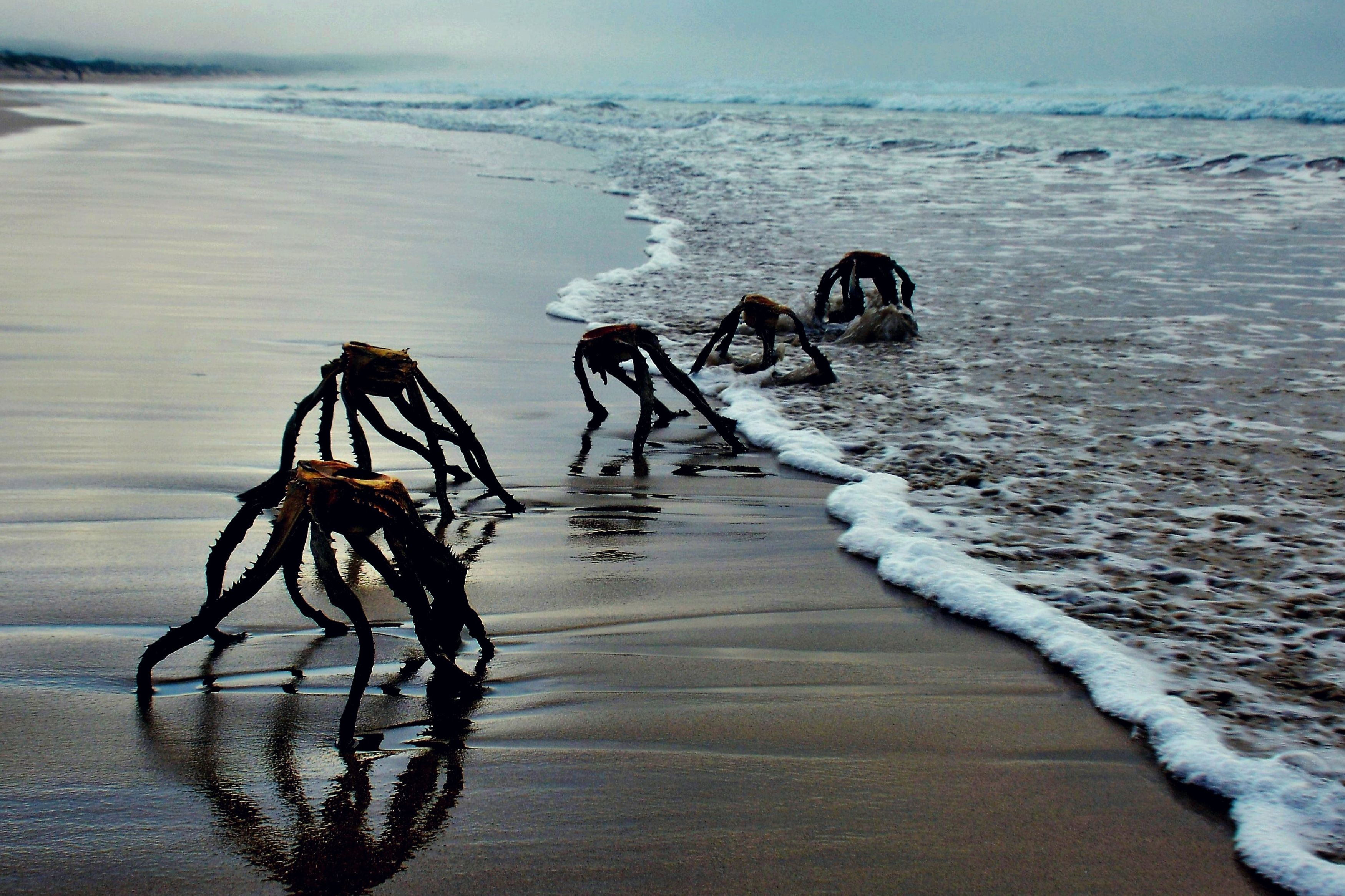 A Man Sparked Panic After Sharing Creepy Photos Of Creatures Coming Out Of The Ocean