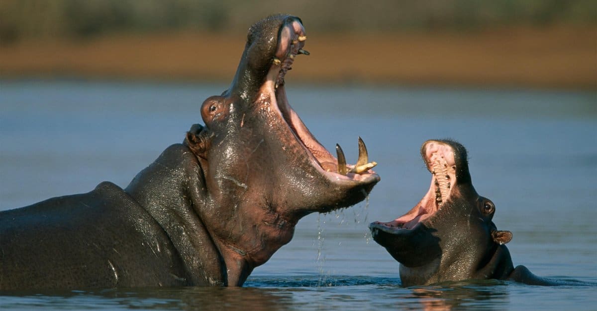 Hippo Nearly Swallows Two-Year-Old Ugandan Boy While Playing Near The Lake
