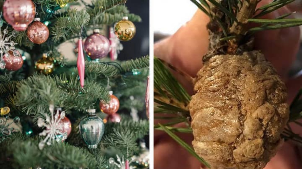 Families Are Sharing Their Experiences Of Unusual Clumps Found In Their Christmas Trees