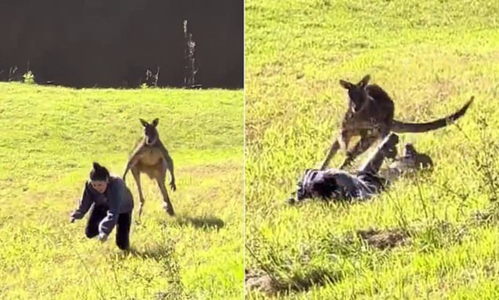 Female Tourist Gets 'Attacked' By Kangaroo When She Was Trying To Pat It