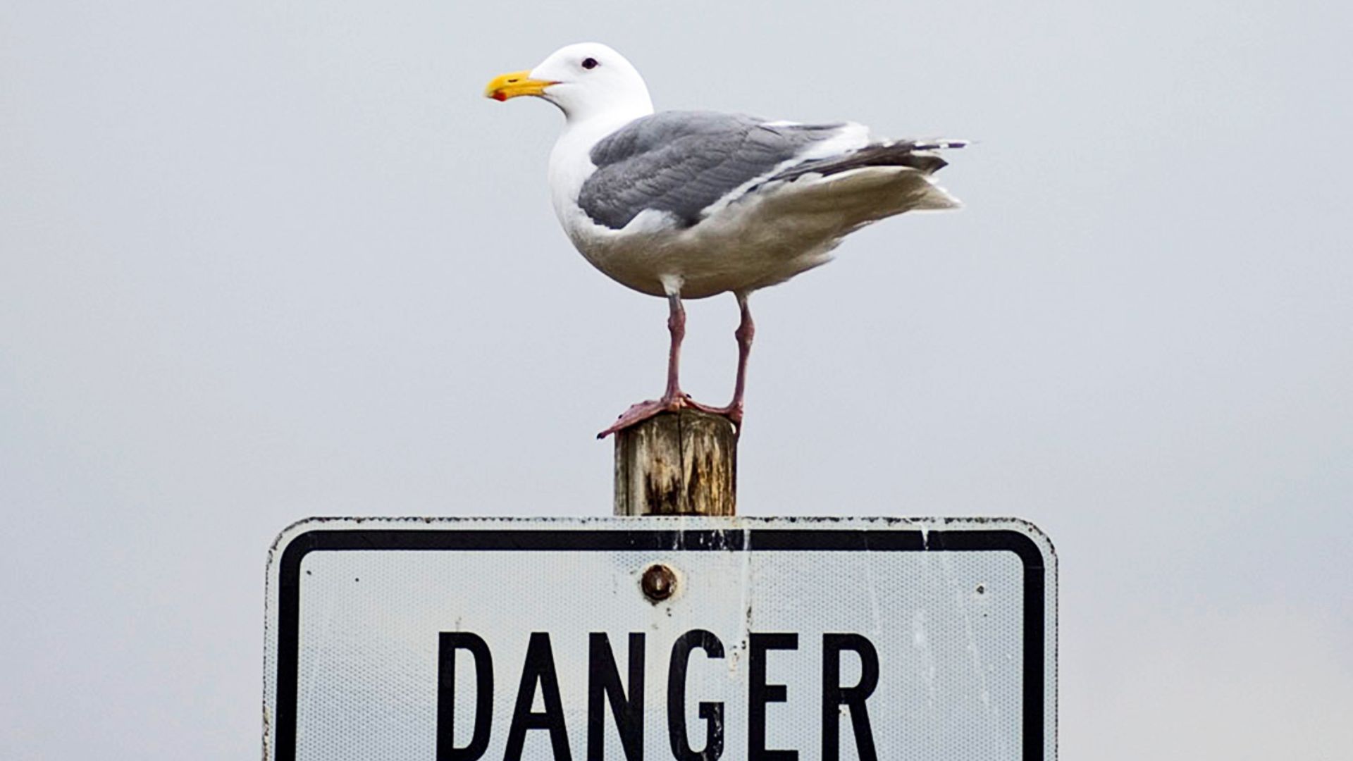 Bird Pooping While Sitting On Sign Board