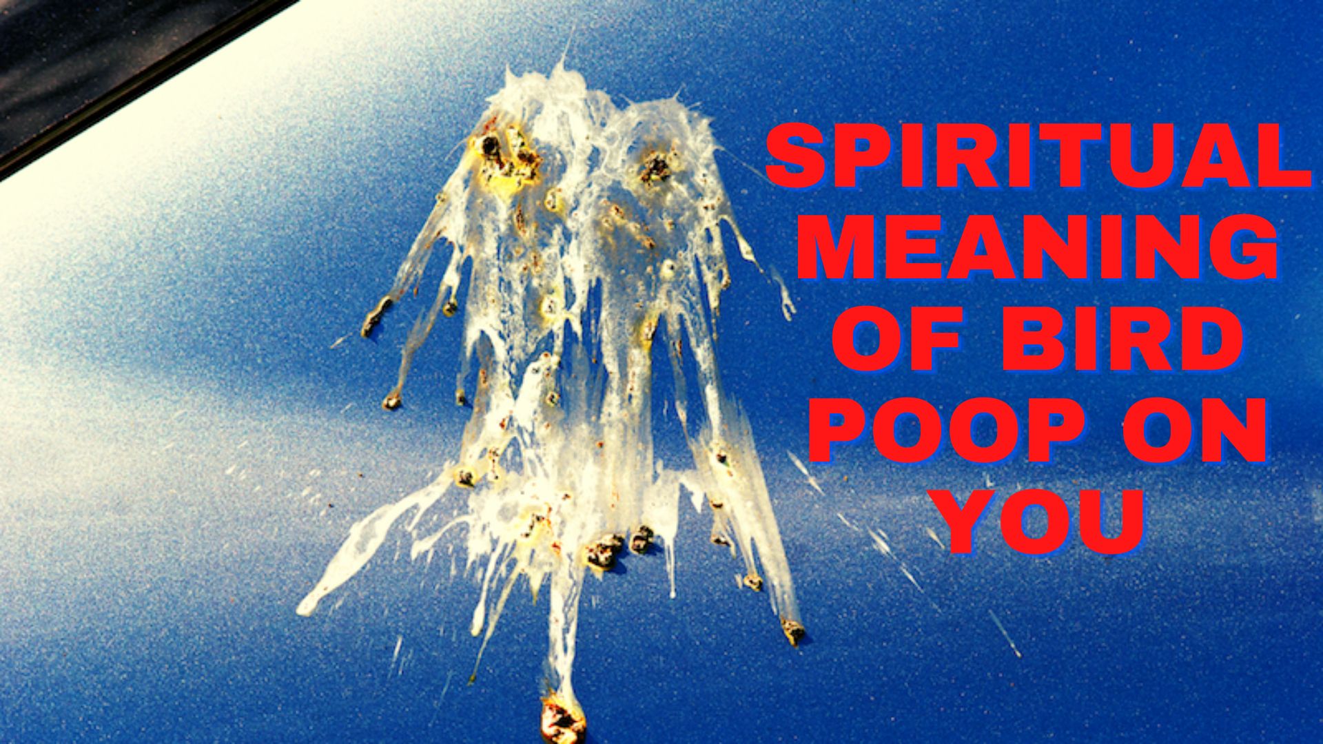 Spiritual Meaning Of Bird Poop On You - A Sign Of Good Luck