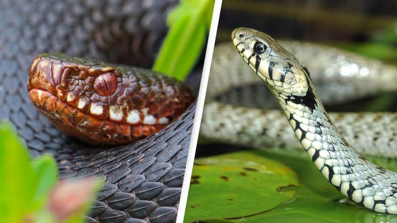 Scientists Reveal That Snakes Have Clitorises