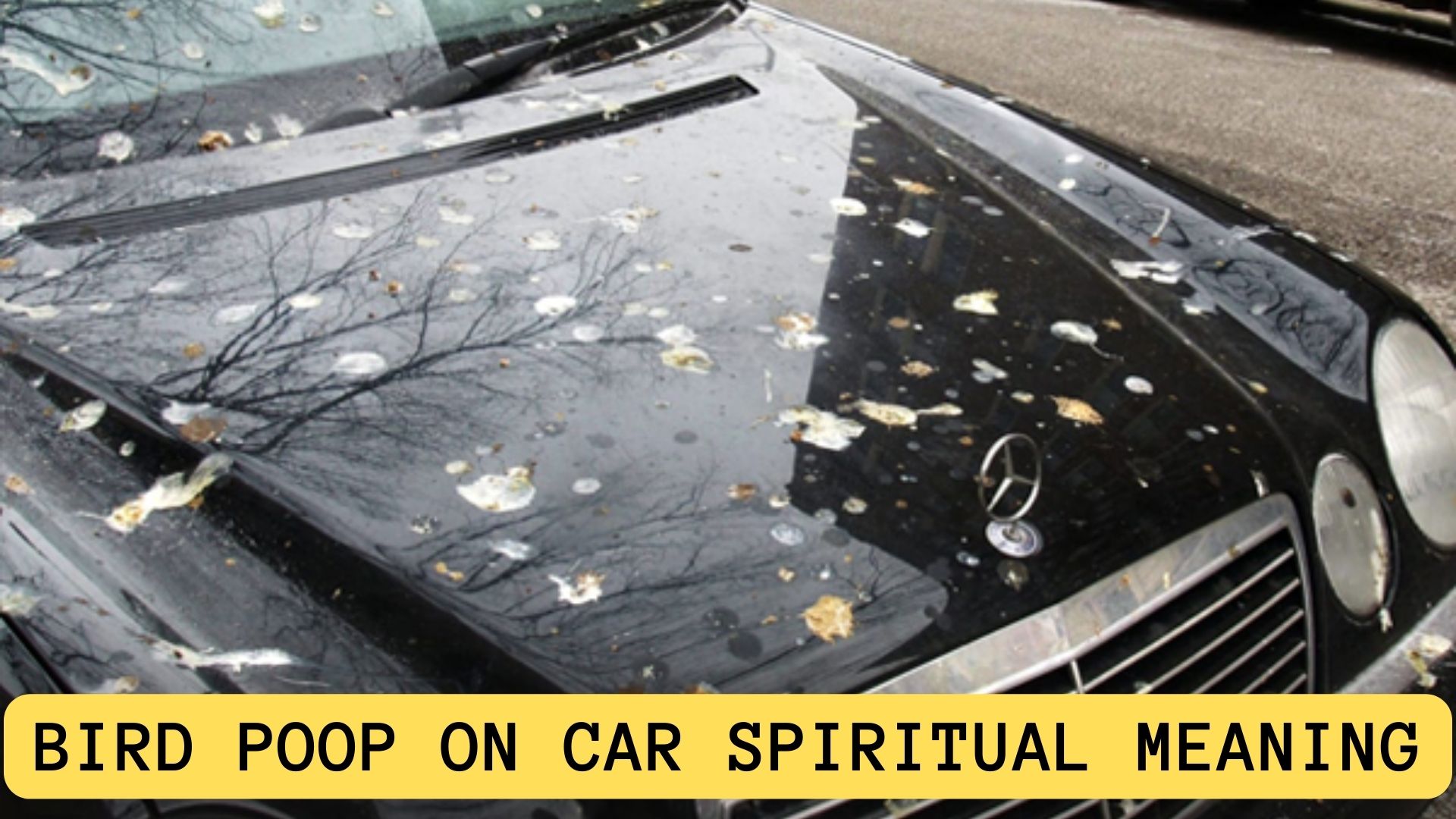 Bird Poop On Car Spiritual Meaning Symbolize Good Luck