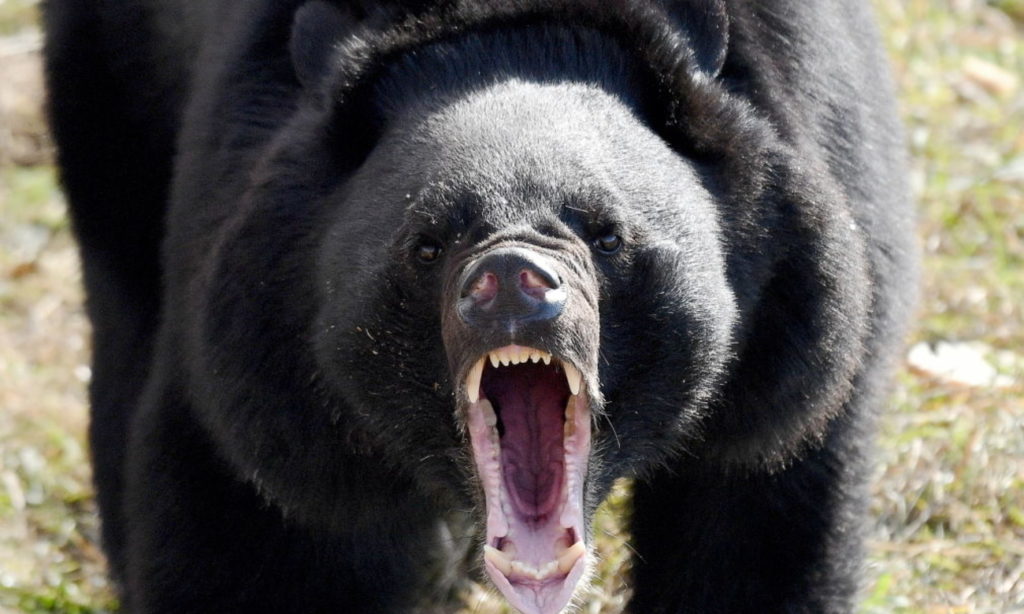 The Black Bear showing its sharp teeth and fangs while looking to the camera