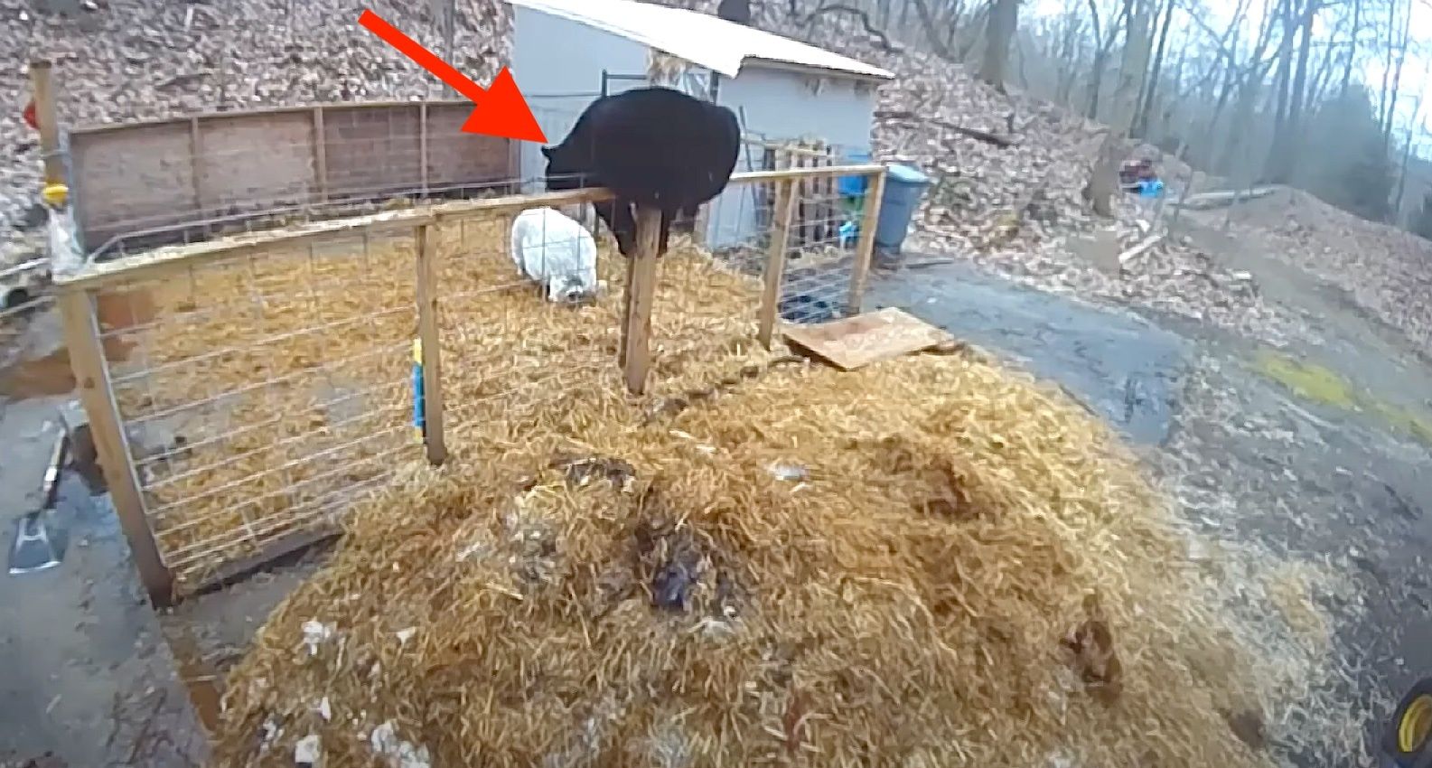 A Bear Quickly Found Himself In A Life-Or-Death Fight-Watch Bear Vs Pigs Fight Viral Footage 