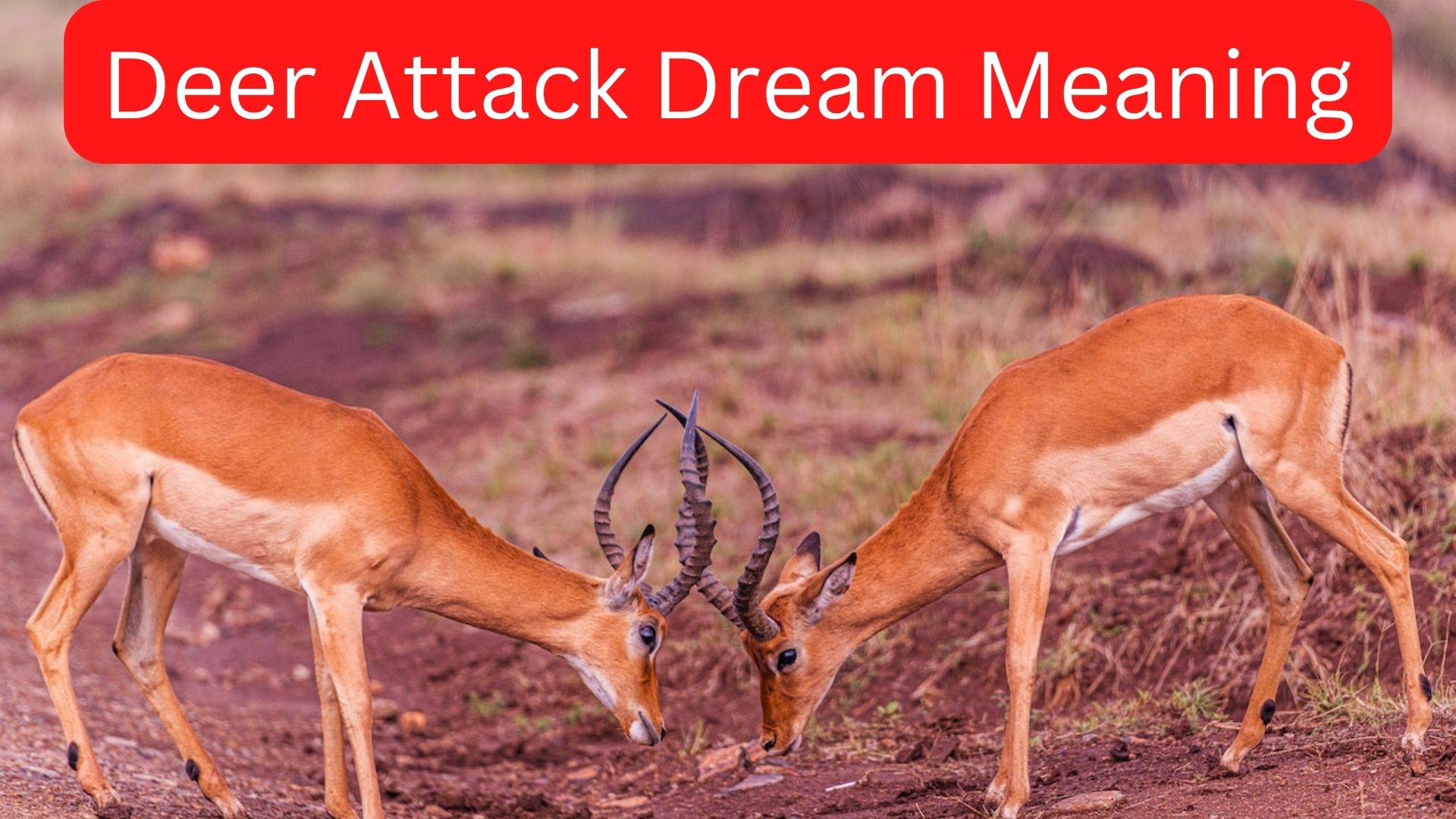 Deer Attack Dream Meaning Reflects Your Desires, Qualities, And Vulnerabilities