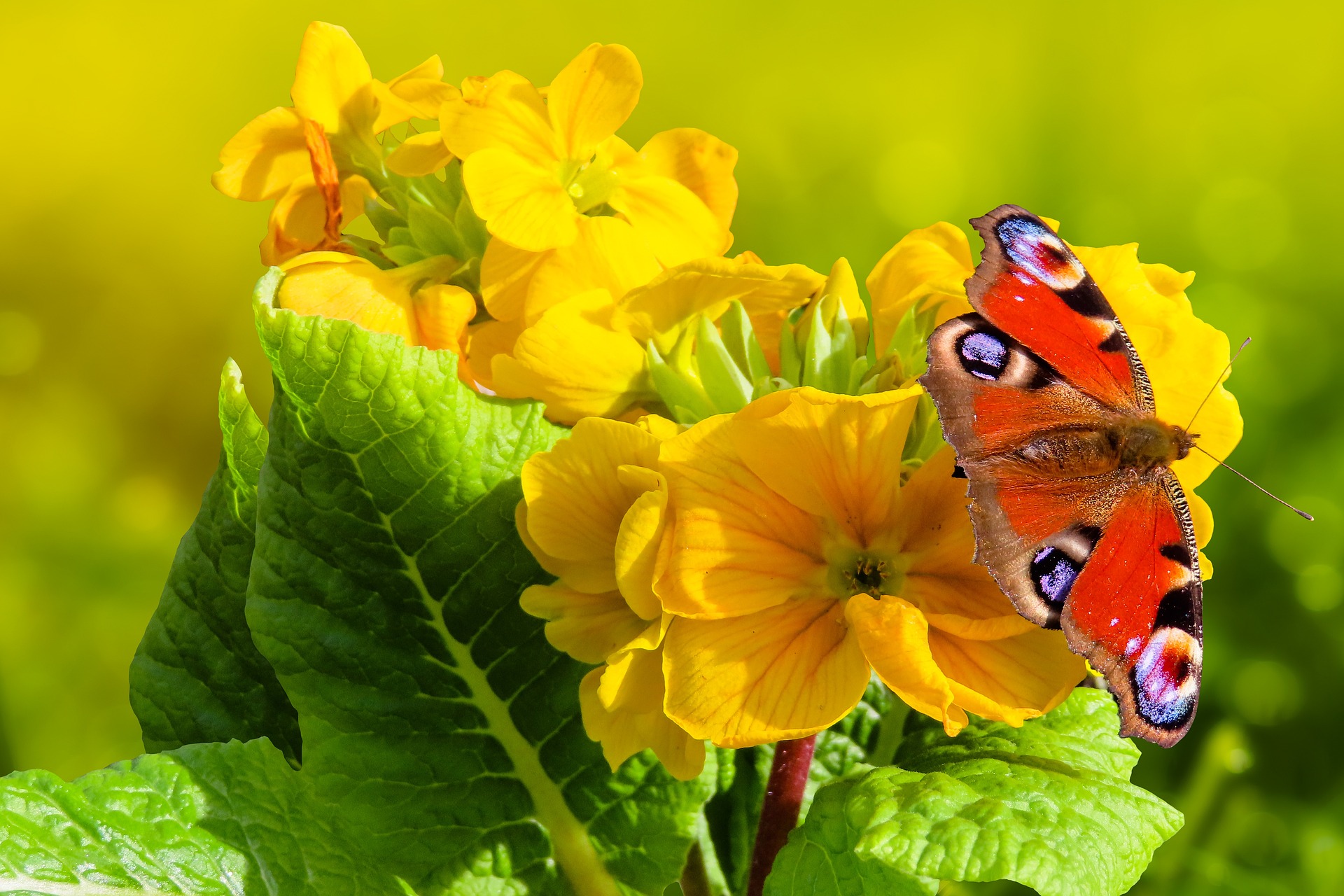 A butterfly sipping nectar from a primrose flower