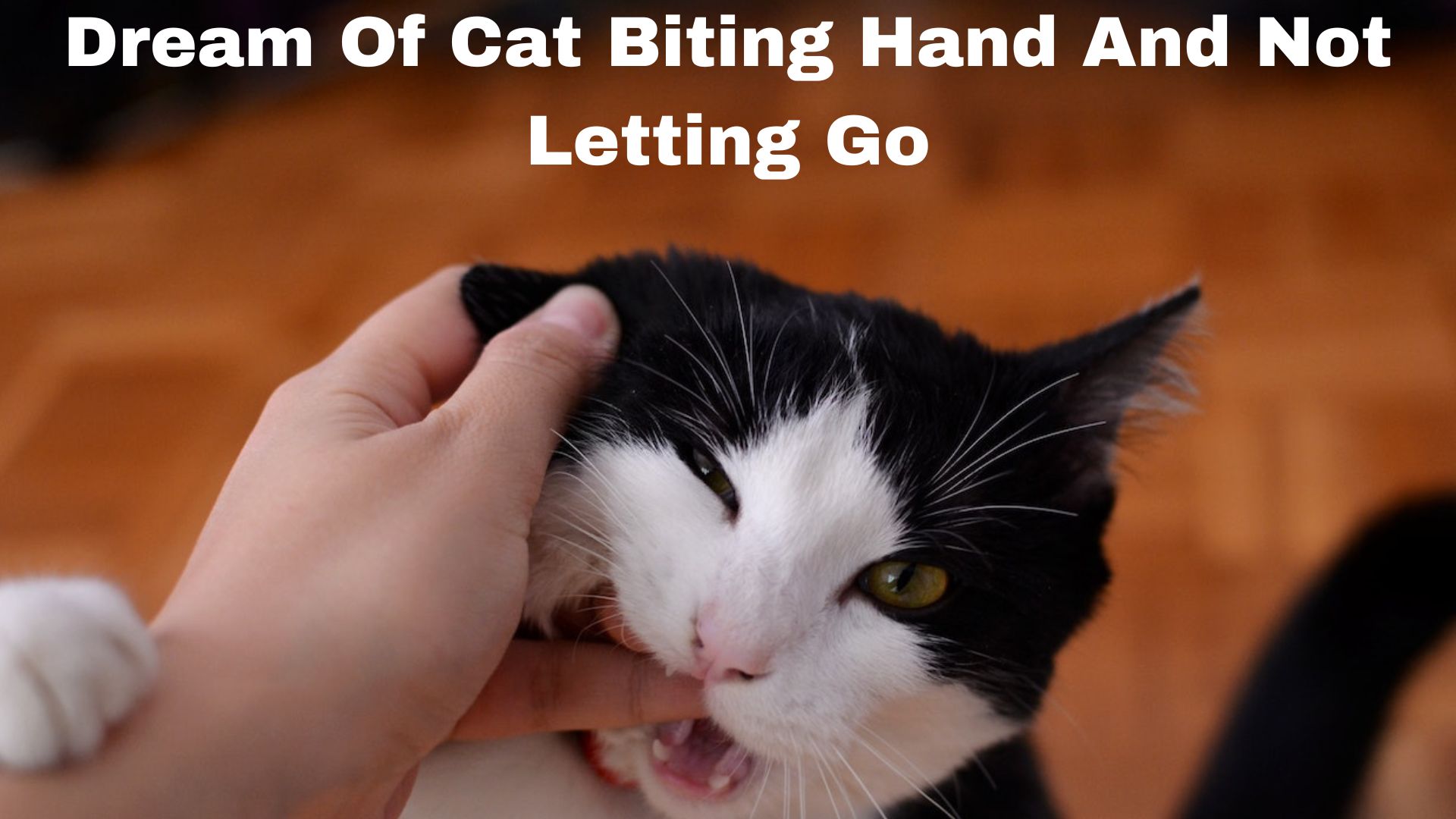 Dream Of Cat Biting Hand And Not Letting Go - It Signals Your Perseverance And Tenacity