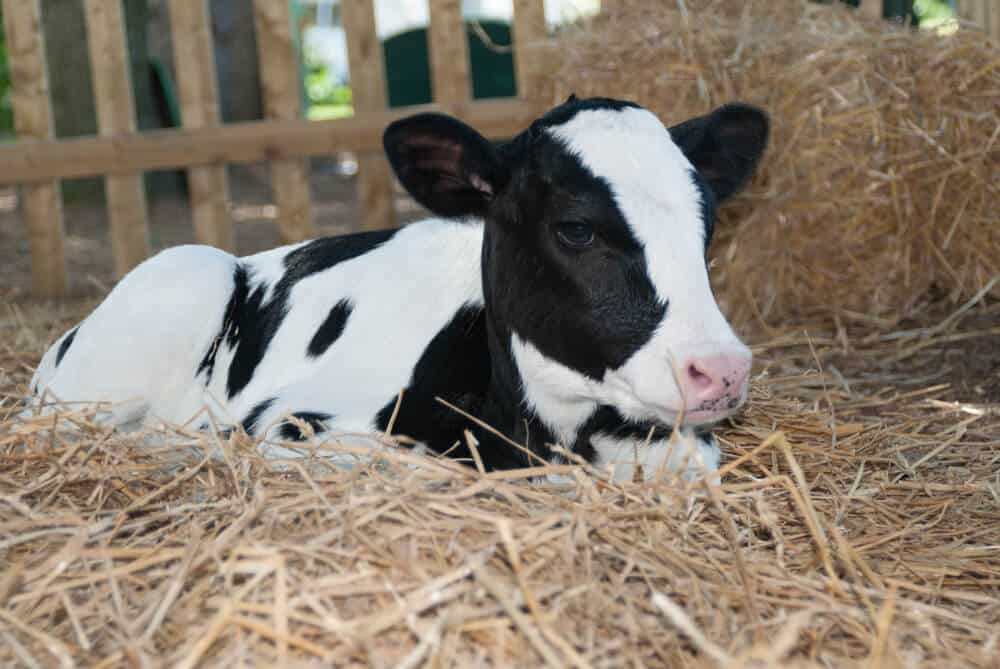 Adorable Holstein calf resting on straw in a farm