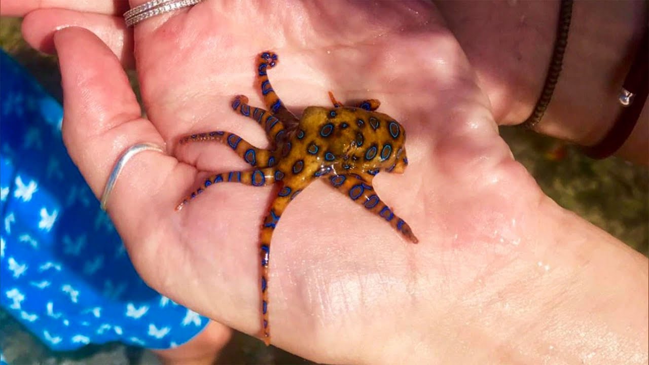 A Blue-ringed octopus on someone's palm