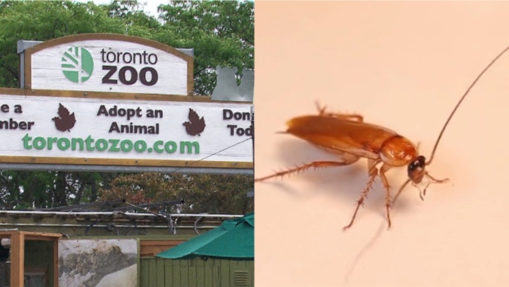 Toronto Zoo Lets People Name Cockroaches After Their Exes For Valentine's Day