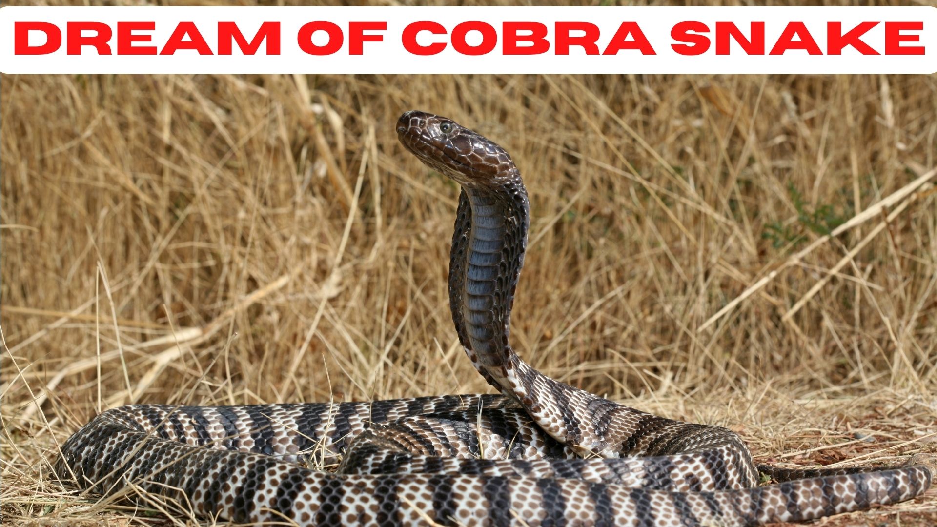 Dream Of Cobra Snake - Symbolizes Hypnosis, Strength, Sexual Urges, And Transformation