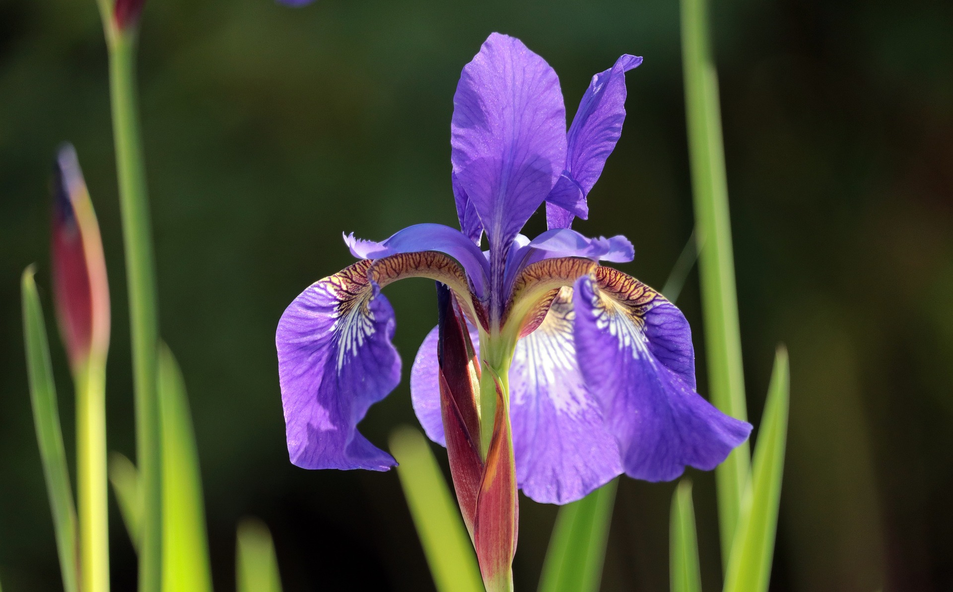 An iris flower blossoming during the day