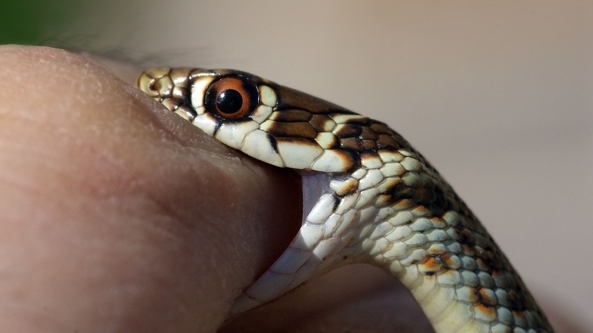 White And Brown Snake Biting Human Hand