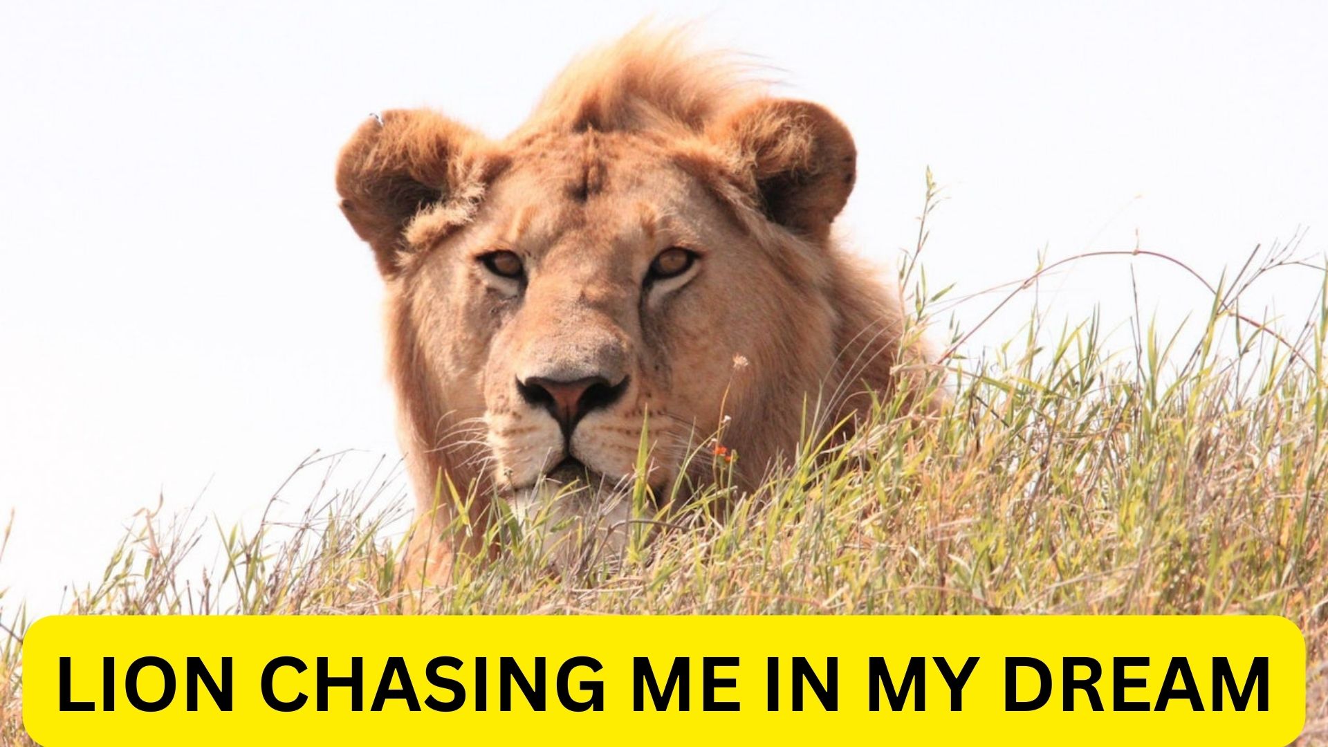 Lion Chasing Me In My Dream - Meaning, Interpretation, & Symbolism