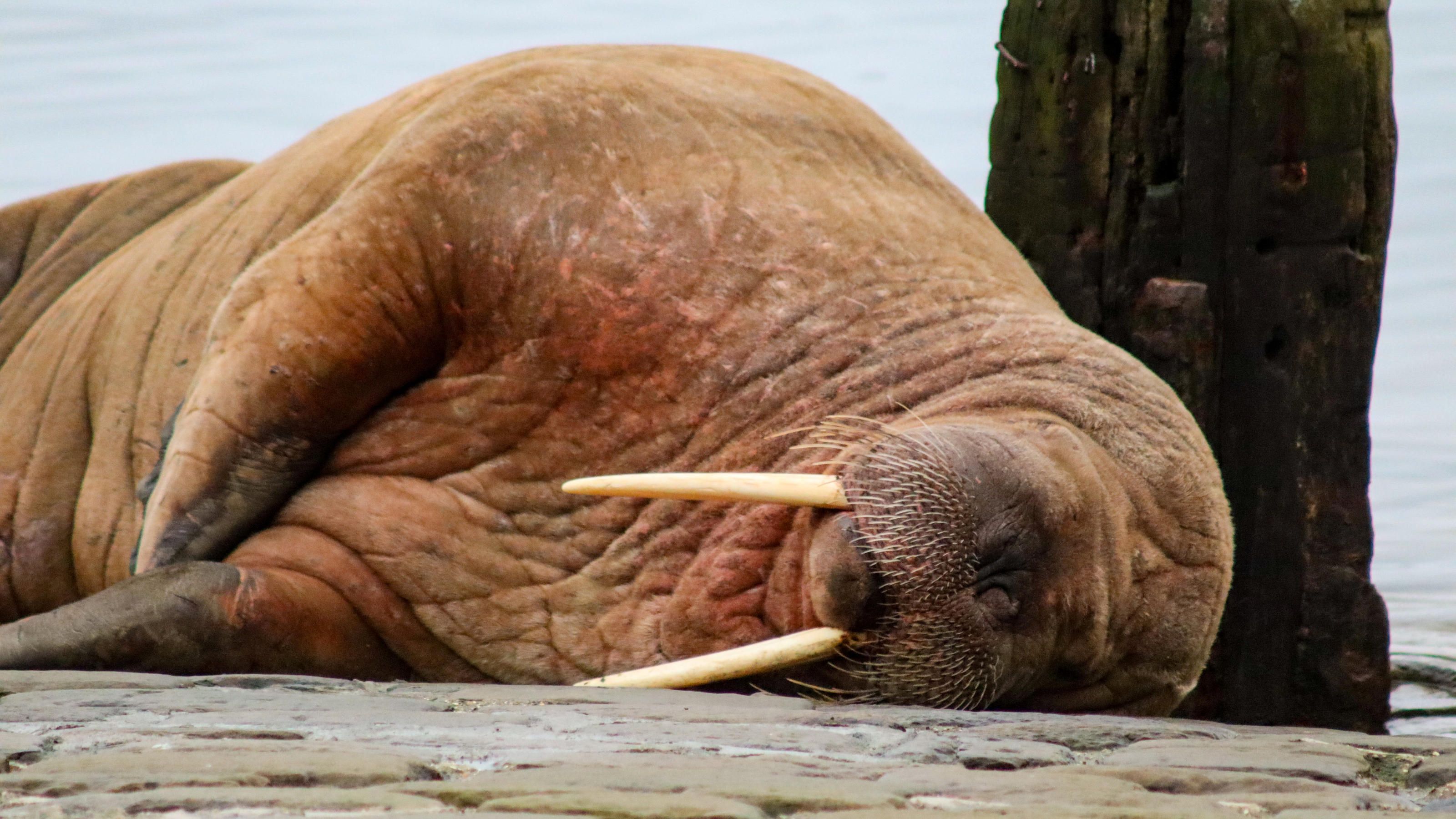 Walrus Is Spotted Masturbating, Leaving The Crowd Stunned