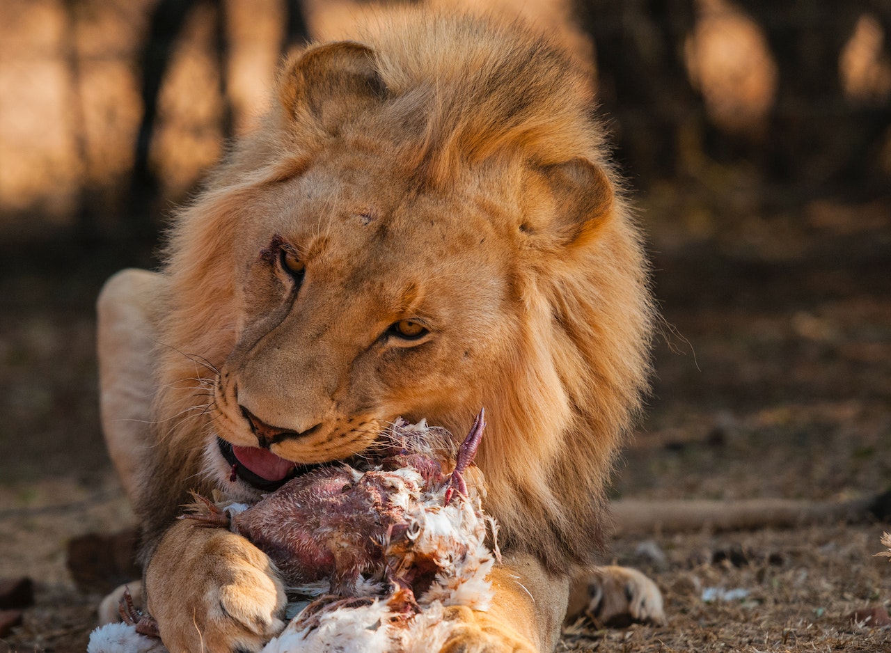 Lion Eating A Meat