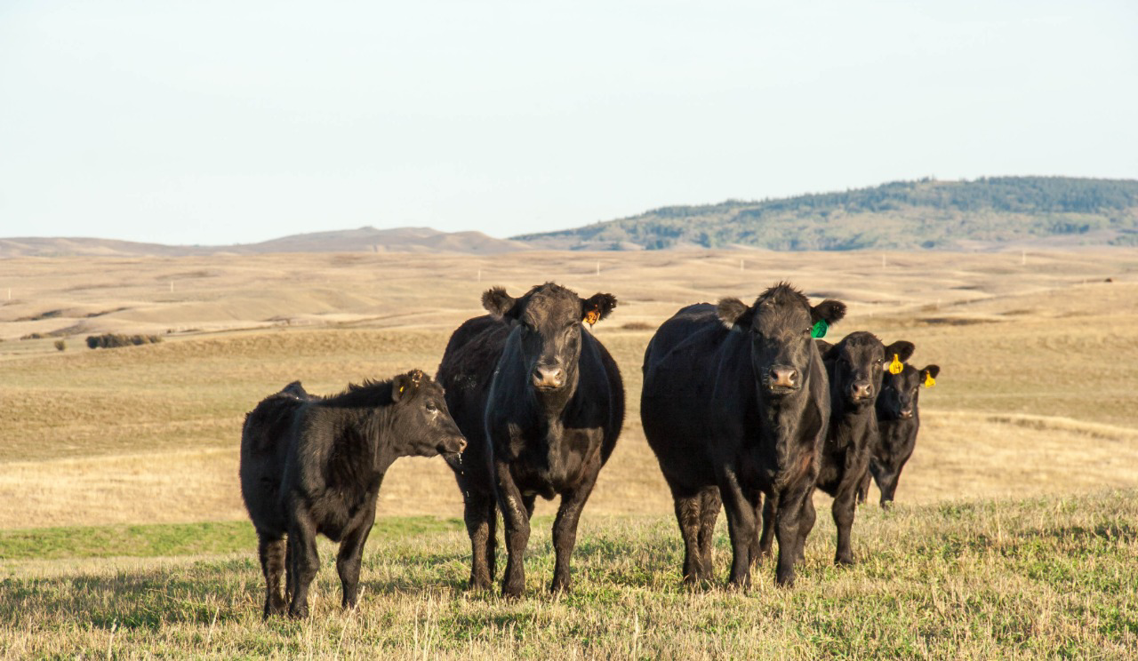 A group of black cows