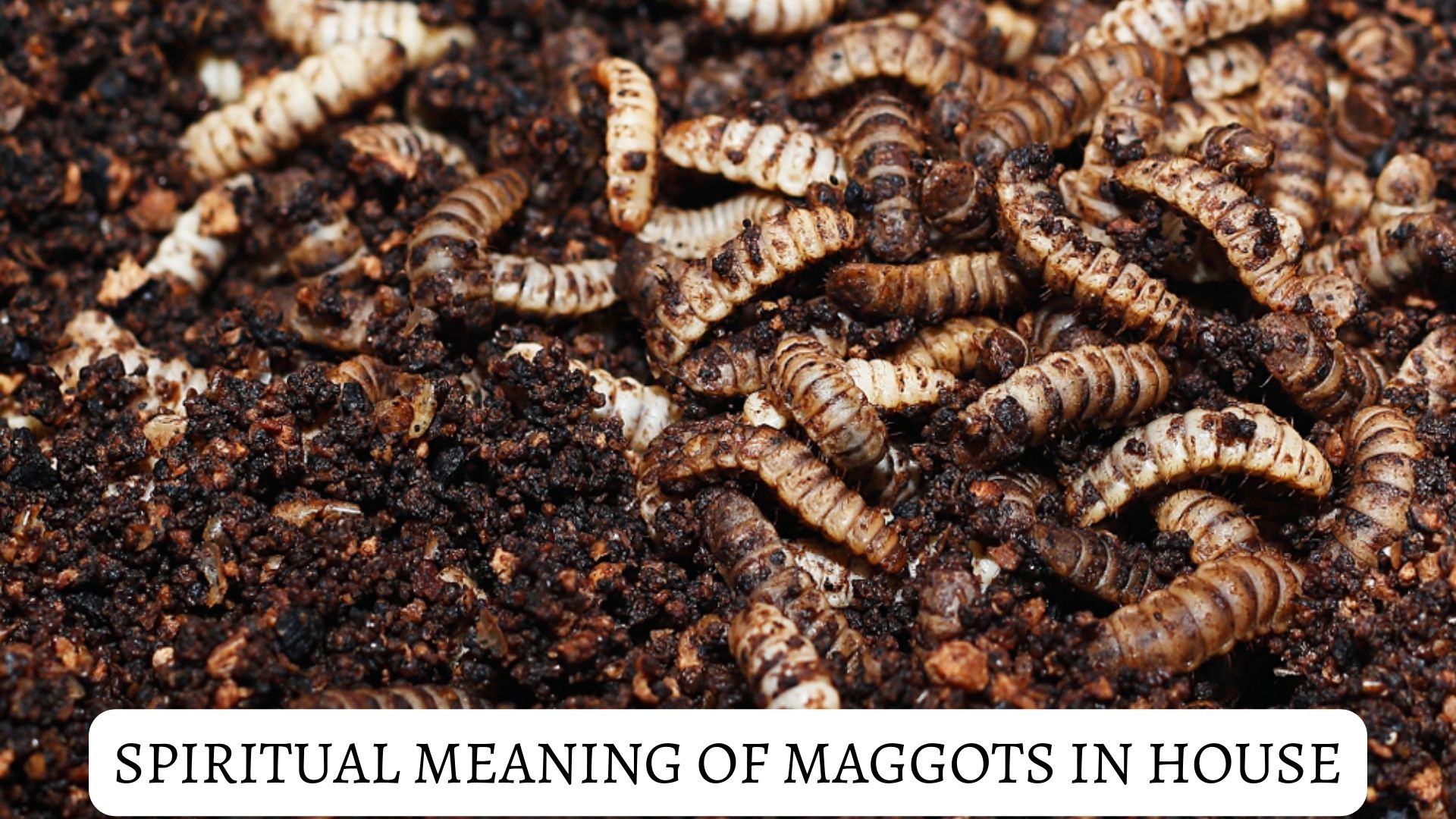 Spiritual Meaning Of Maggots In House