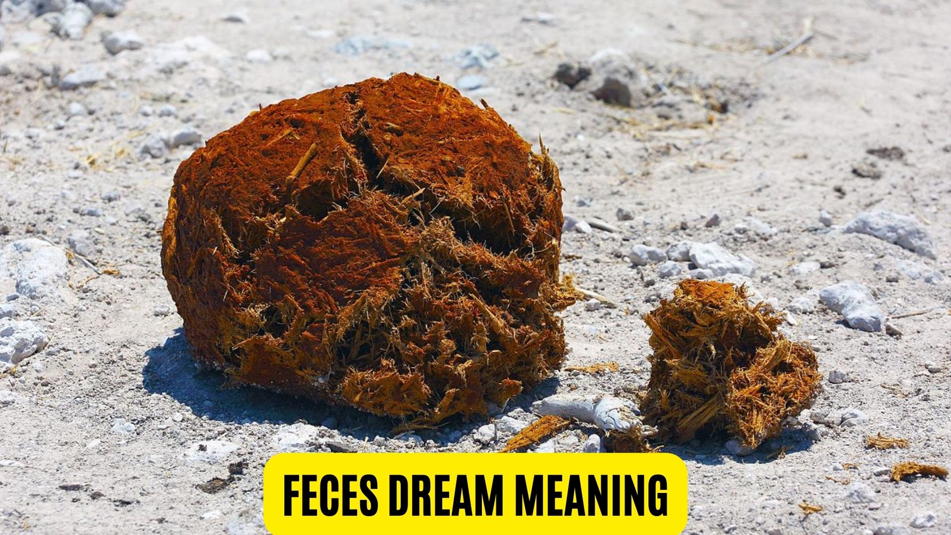 Feces Dream Meaning A Sign Of Wealth And Financial Luck