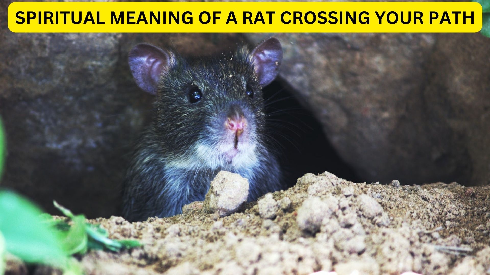 Spiritual Meaning Of A Rat Crossing Your Path - A Symbol Of Anxiety, Doubt, And Distrust