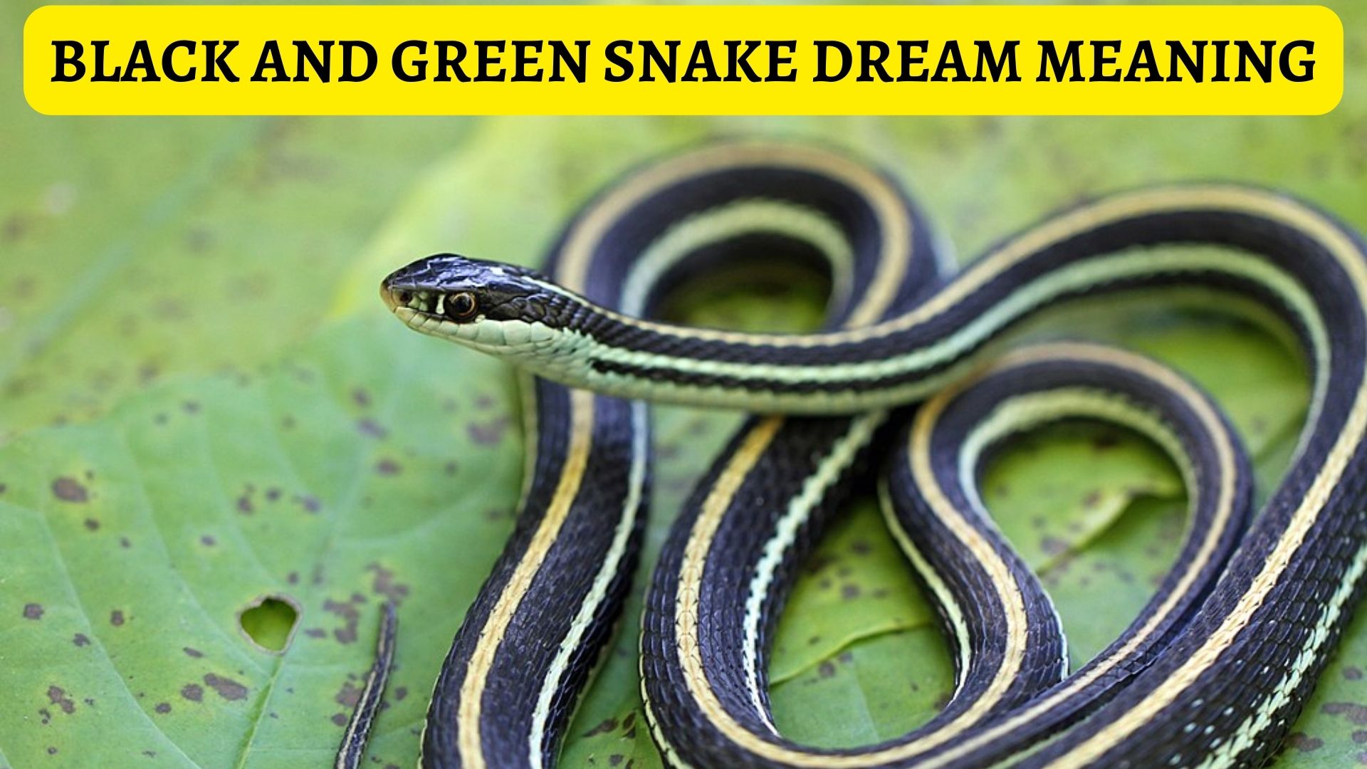 Black And Green Snake Dream Meaning And Interpretation