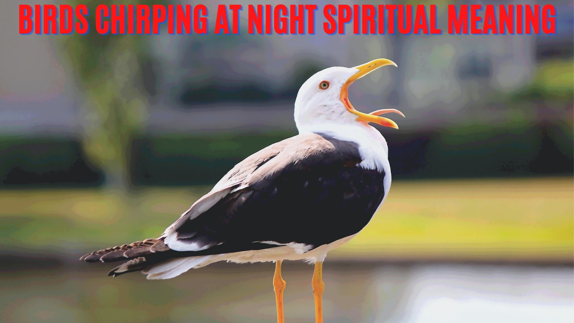 Birds Chirping At Night Spiritual Meaning Be A Good Or Bad Omen