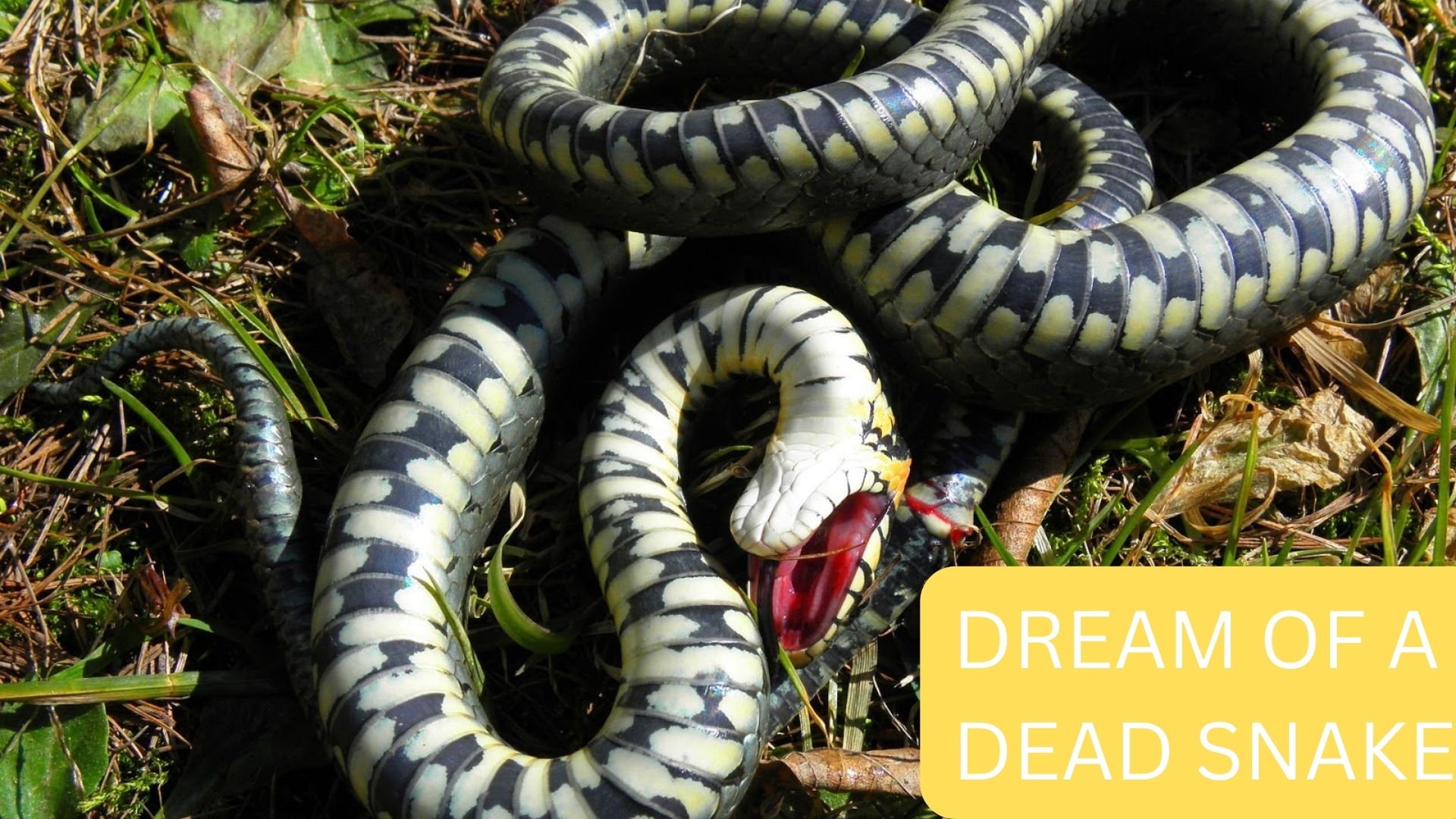 Dream Of A Dead Snake - Symbolizes The End Of A Phase