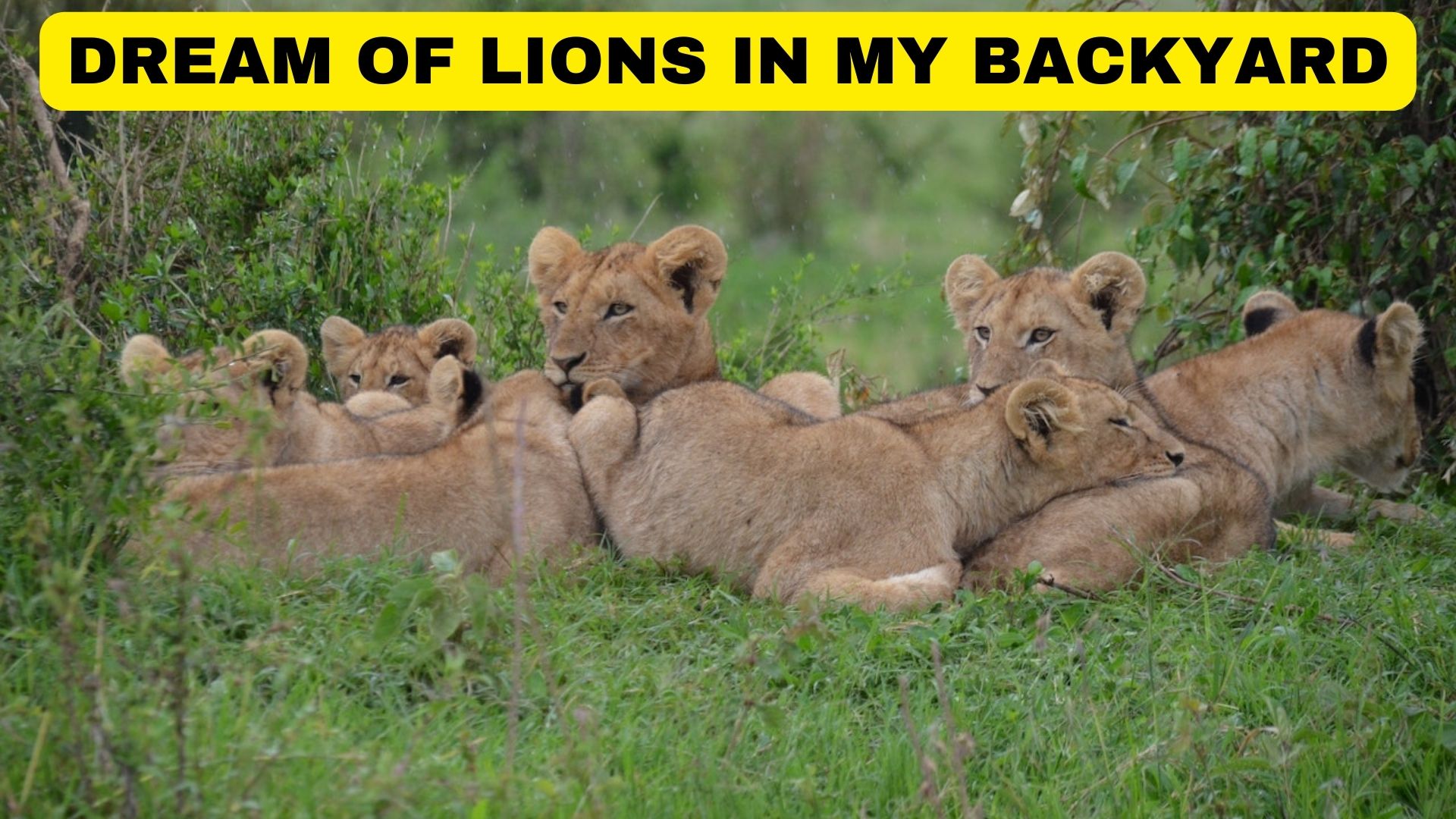 Dream Of Lions In My Backyard - A Symbol For Awareness