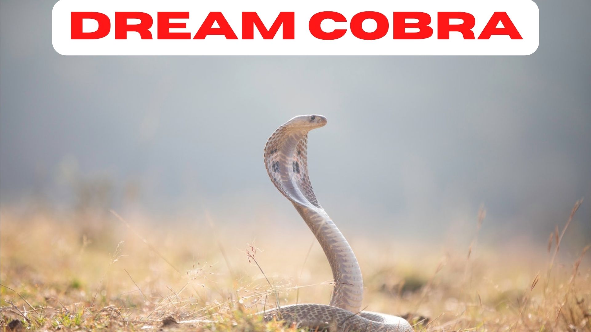 Dream Cobra Meaning Signifies That It Is Time To Defend Yourself
