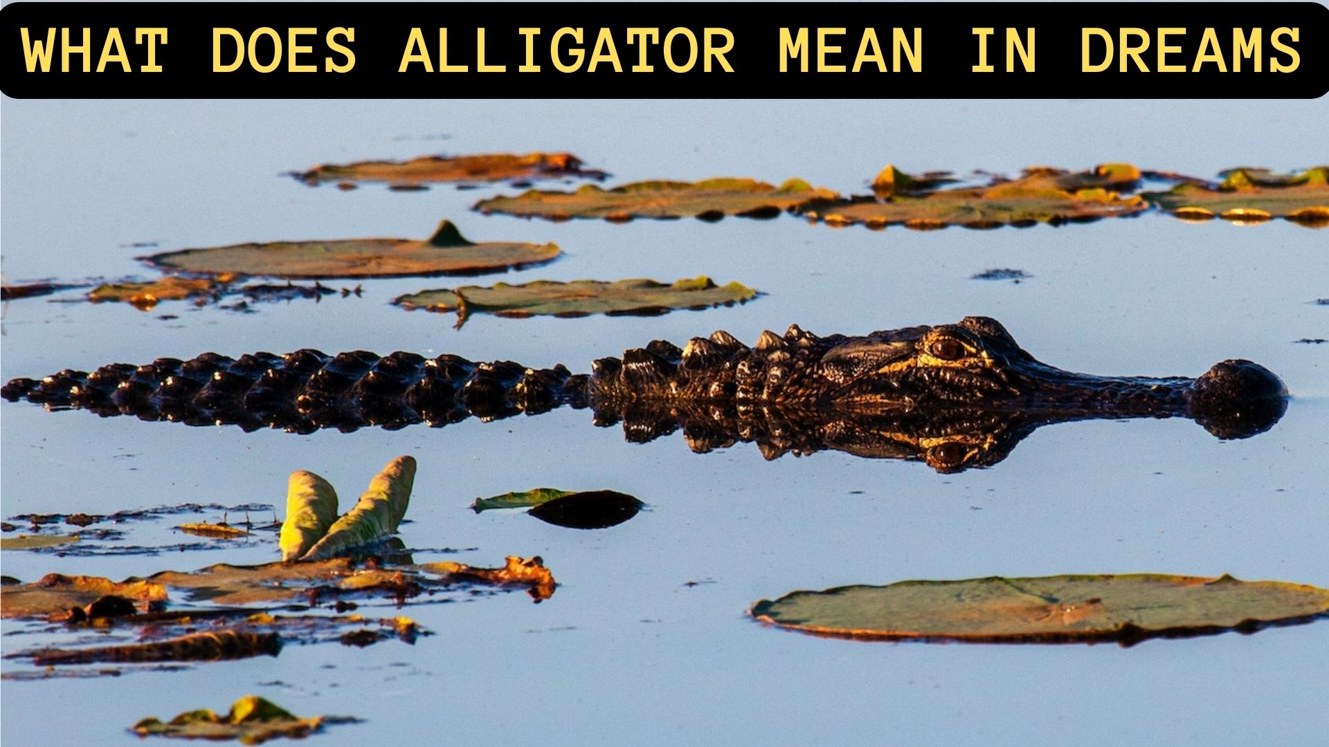 What Does Alligator Mean In Dreams?
