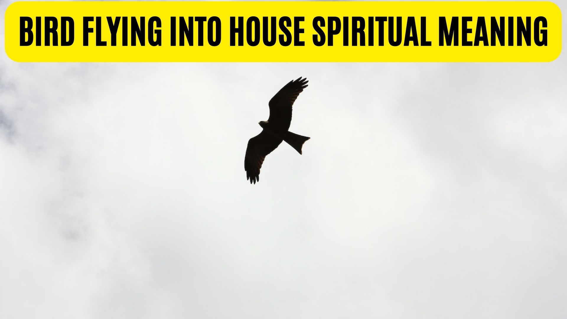 Bird Flying Into House Spiritual Meaning Represents Good Luck And Blessings