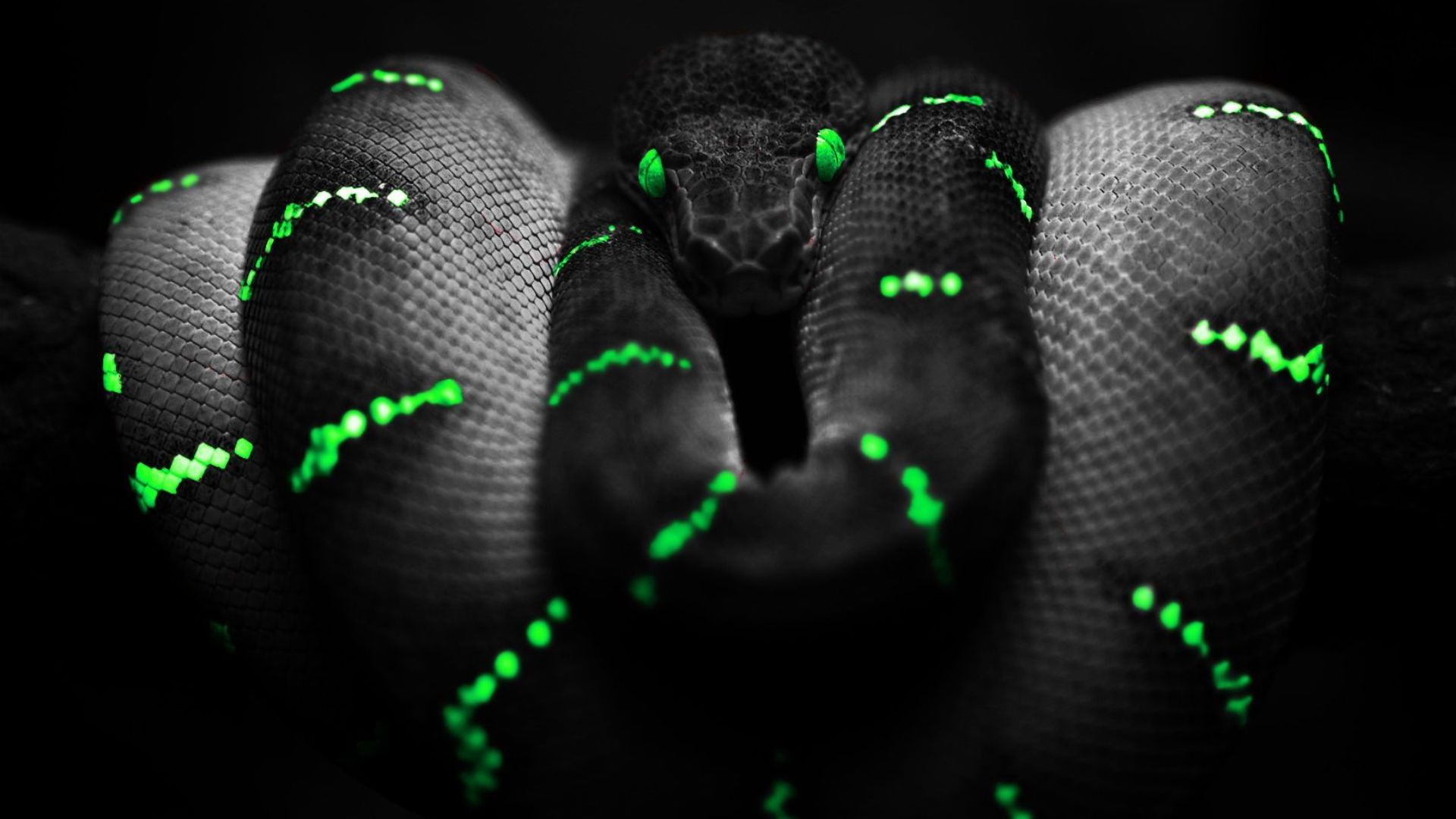 Black Snake With Green Patches And Eyes