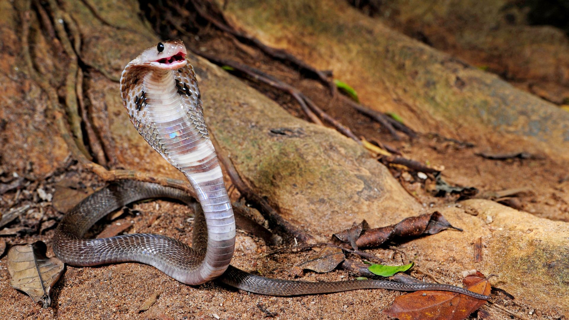 Opened Mouth Cobra On Ground
