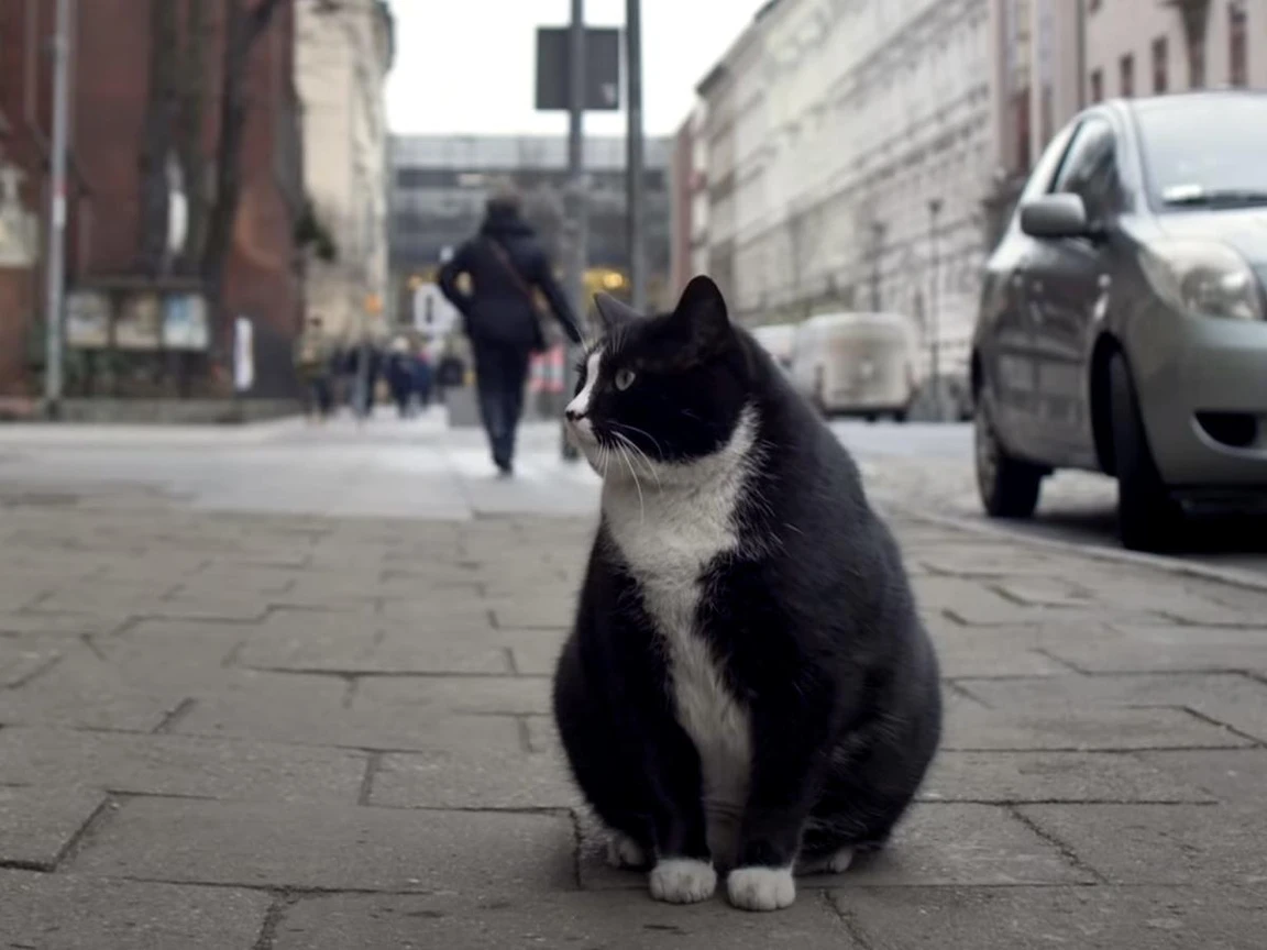 Purr-fectly Chonky Cat Takes Over As Top Tourist Attraction In Polish City  On Google Maps