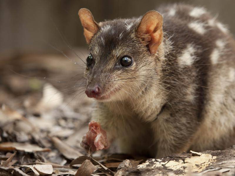 Male Northern Quolls Are Skipping Sleep In Order To Have More Sex