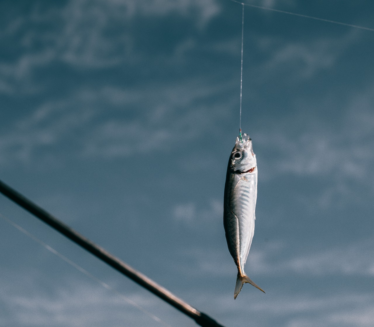 Fish hanging on hook against blurred background