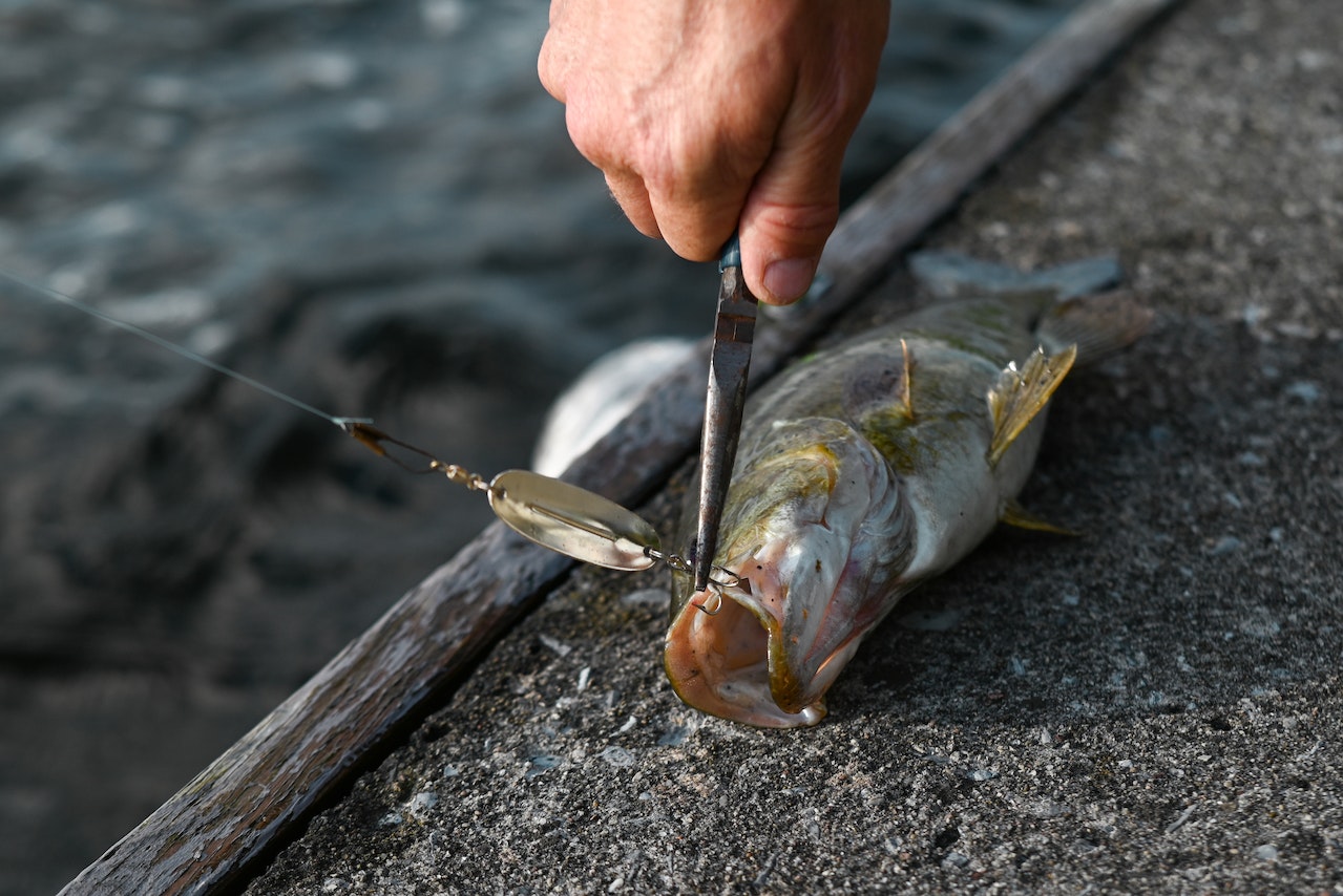 A Close-Up Shot of a Person Removing a Fish Hook from the Mouth of the Fish