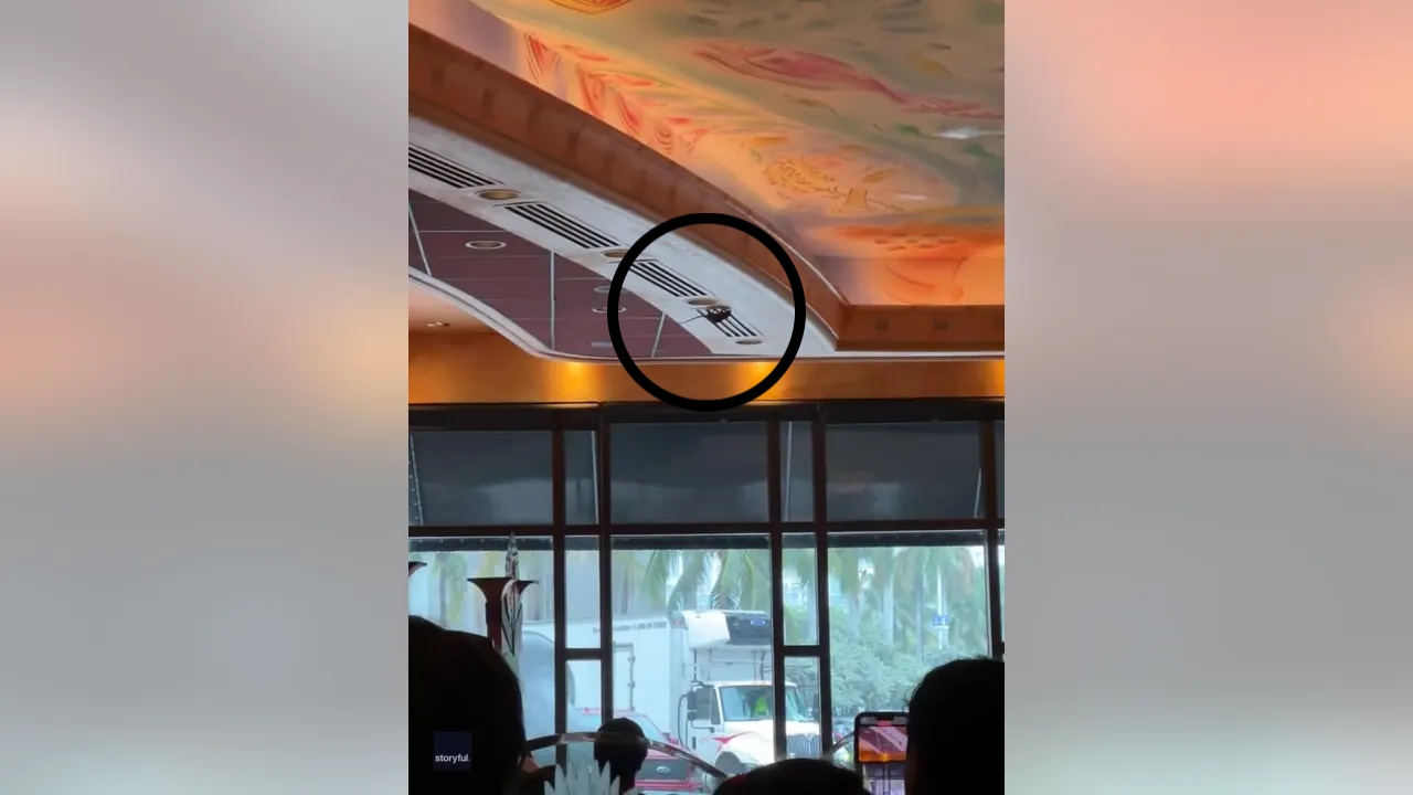 Rat Was Seen Hanging From A Cheesecake Factory Ceiling