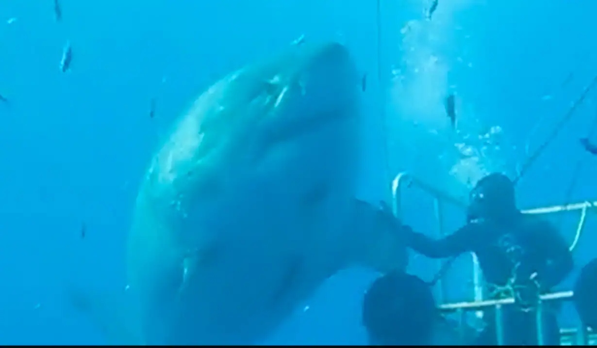 Old Footage Of The 'Biggest Ever' Great White Shark Leaves People Stunned