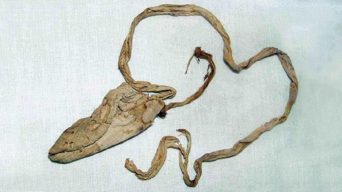 Oldest Condom Ever Discovered In Egyptian Tomb