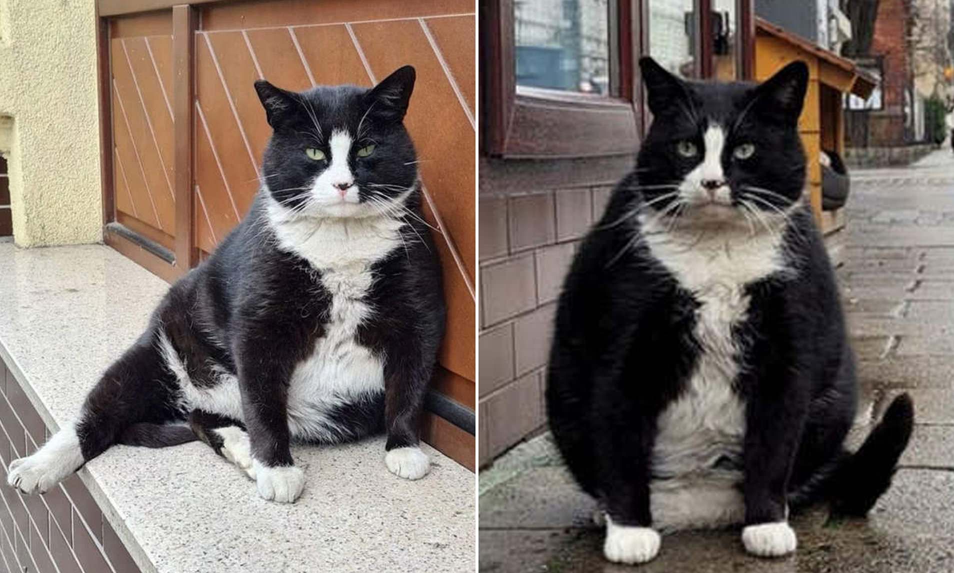 Chonky cat as seen on the street